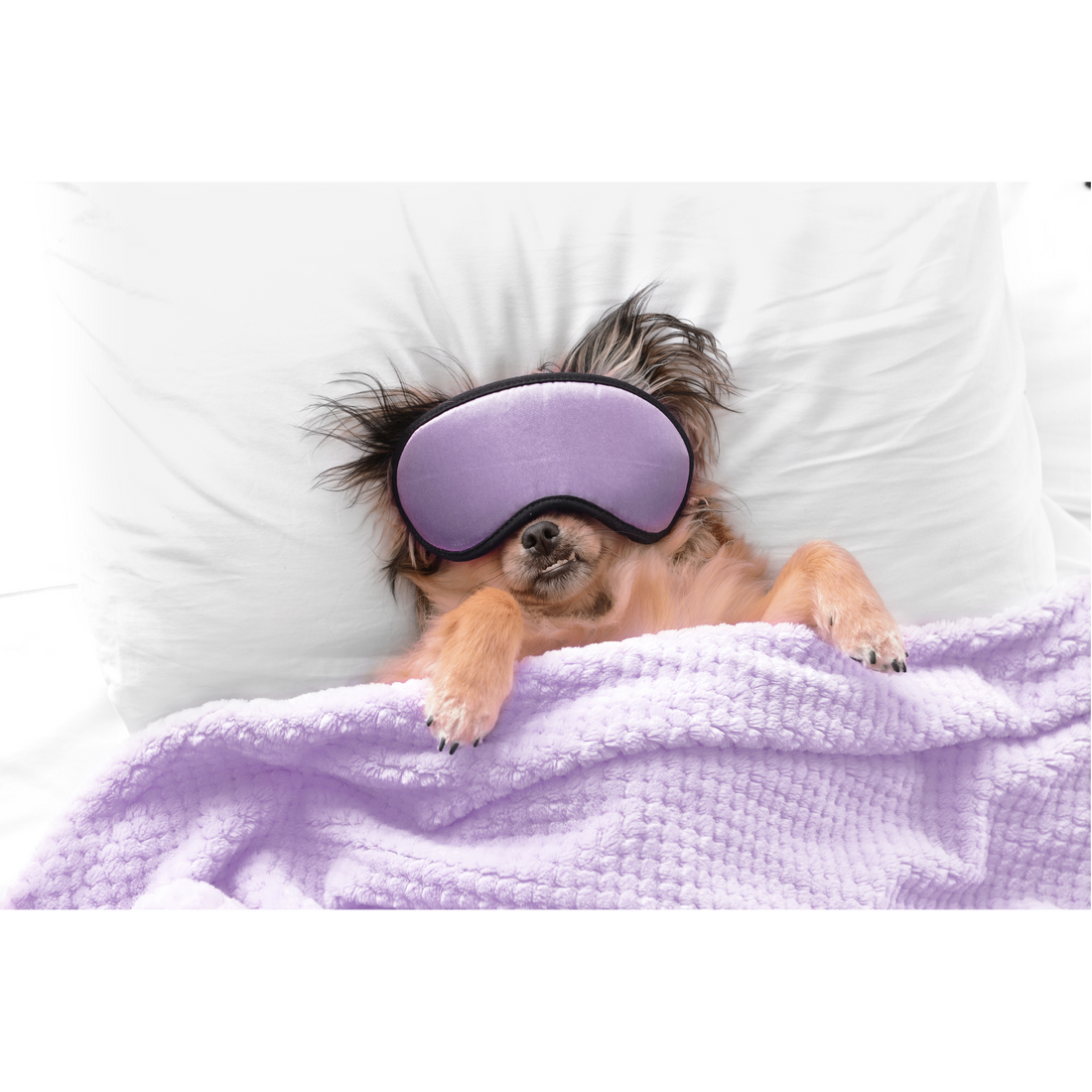 Do Dogs Dream? Understanding What Happens When Your Dog Sleeps