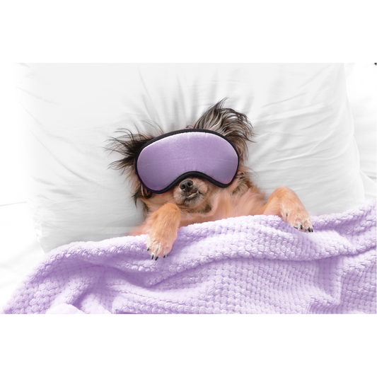 Do Dogs Dream? Understanding What Happens When Your Dog Sleeps