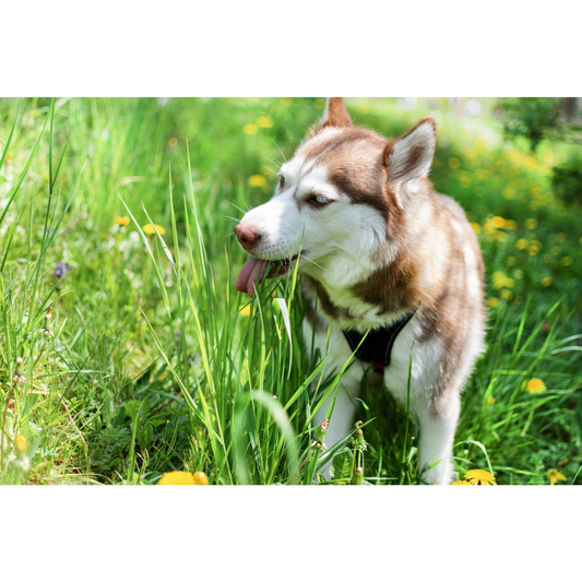 Why Do Dogs Eat Grass? The Truth Behind This Common Behavior
