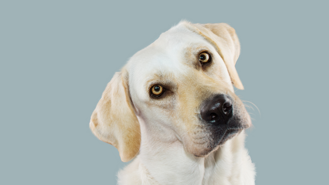 Why Do Dogs Tilt Their Heads? The Science Behind This Adorable Behavior