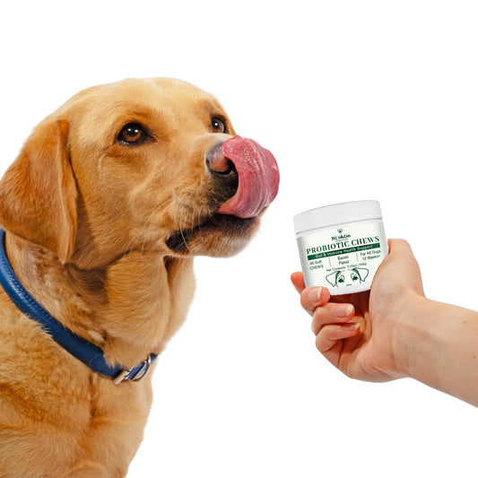 Why Your Dog Needs Probiotic Supplements: A Comprehensive Guide for Pet Owners