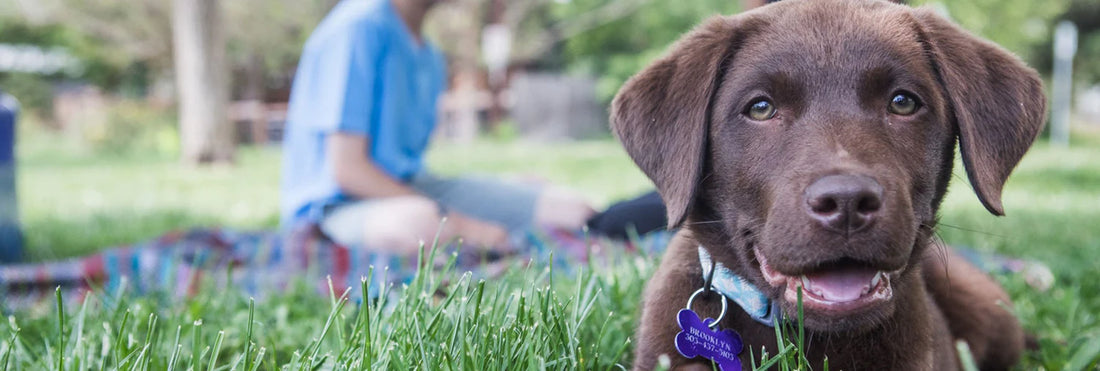 Puppy Feeding Guidelines: A Complete Guide to Nourishing Your Pup